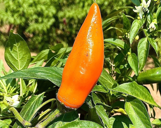 Tequila Sunrise Sweet Pepper - RARE heirloom 15 seeds