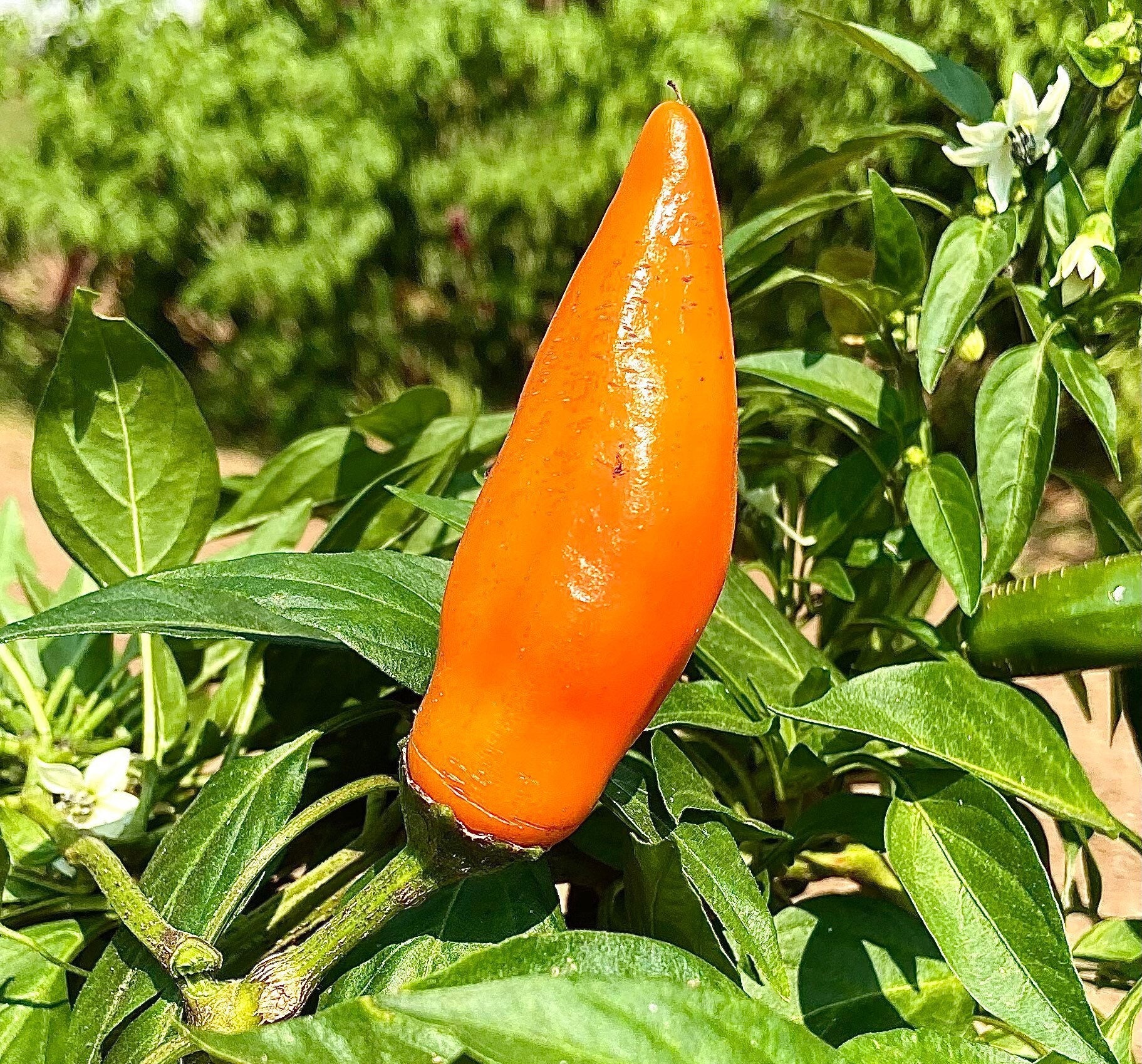 Tequila Sunrise Sweet Pepper RARE heirloom 15 seeds