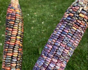 Earth Tones Dent Corn - heirloom 20 seeds