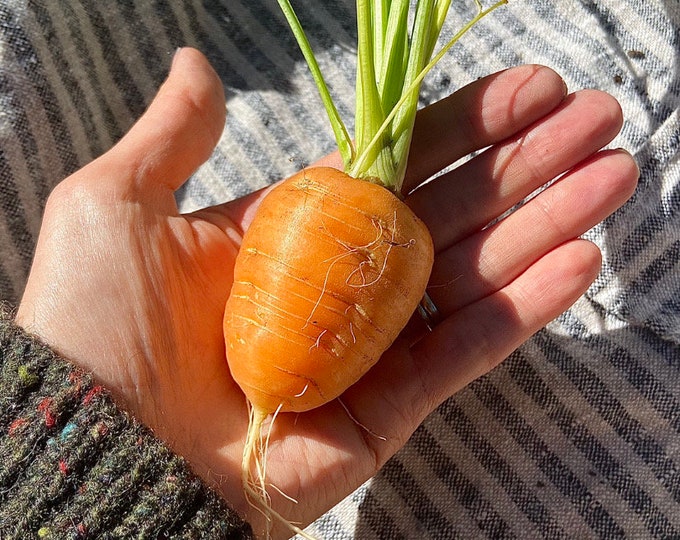 Oxheart Carrot - RARE Heirloom 25 seeds