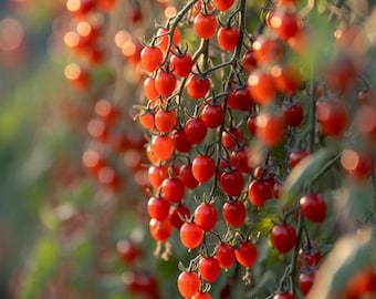 Spoon Currant Tomato - RARE Heirloom 15 seeds