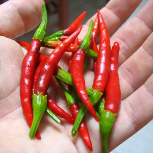 Chile de Arbol Pepper - Heirloom 15 seeds