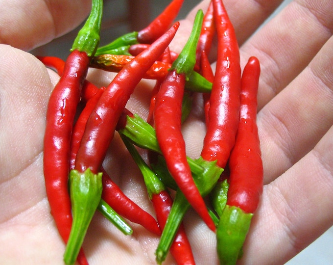Chile de Arbol Pepper - Heirloom 15 seeds
