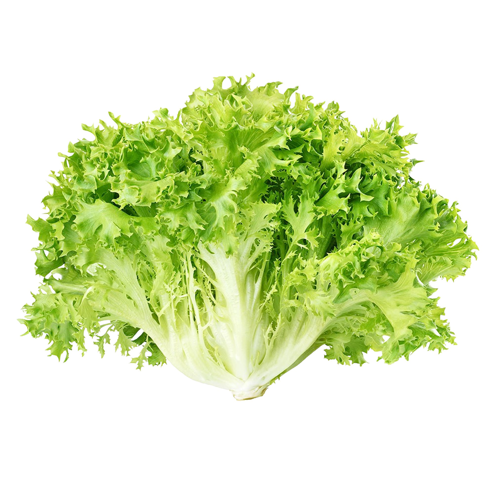 Frisee Endive Lettuce Heirloom 50 Seeds