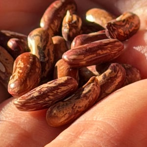 May include: Close-up of a handful of speckled beans. The beans are a mix of brown, tan, and reddish-purple, with unique patterns. The beans are held in a cupped hand, with the sunlight highlighting the textures and colors of the beans.