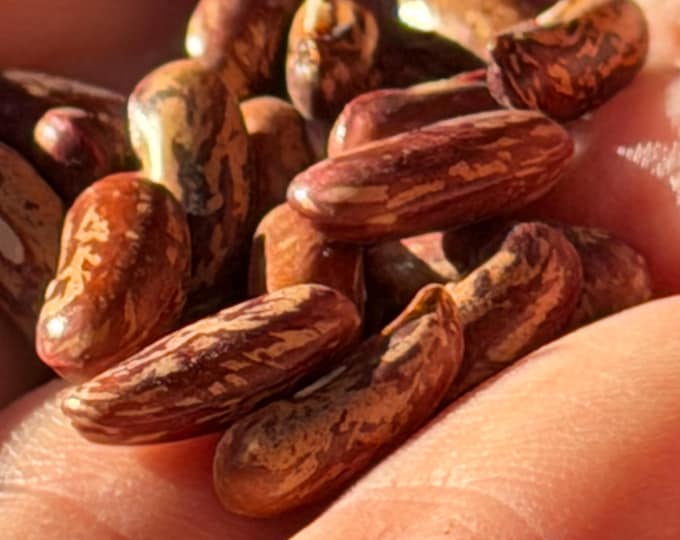 Maxibel Bush Snap Bean - Heirloom 15 seeds