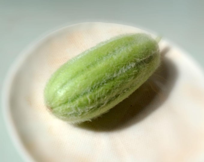 Barese Italian Melon - RARE heirloom 15 seeds