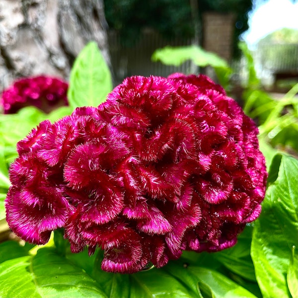 Cockscomb (Celosia argentea var. cristata)- 50 seeds