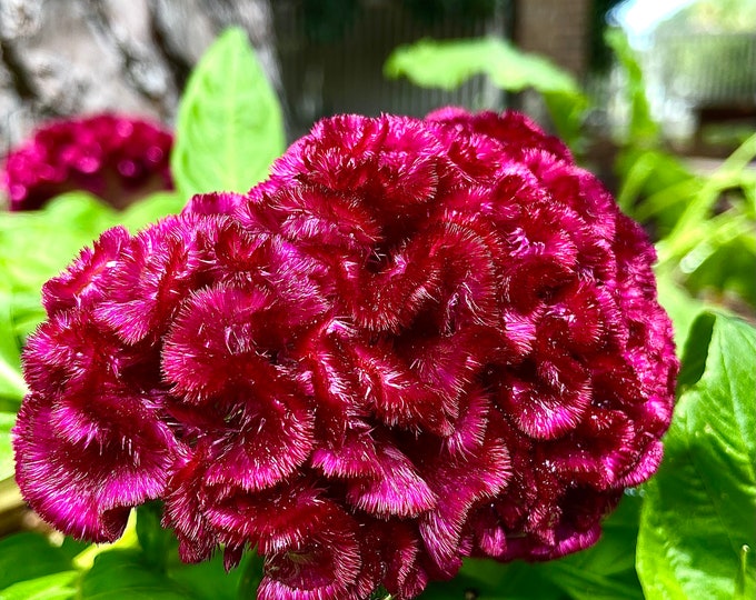 Cockscomb (Celosia argentea var. cristata)- 50 seeds