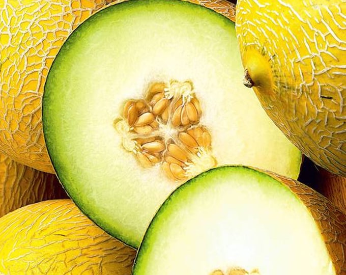 Israel Melon - RARE Heirloom 10 seeds