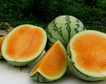 Orange Tendersweet Watermelon - RARE heirloom 10 seeds