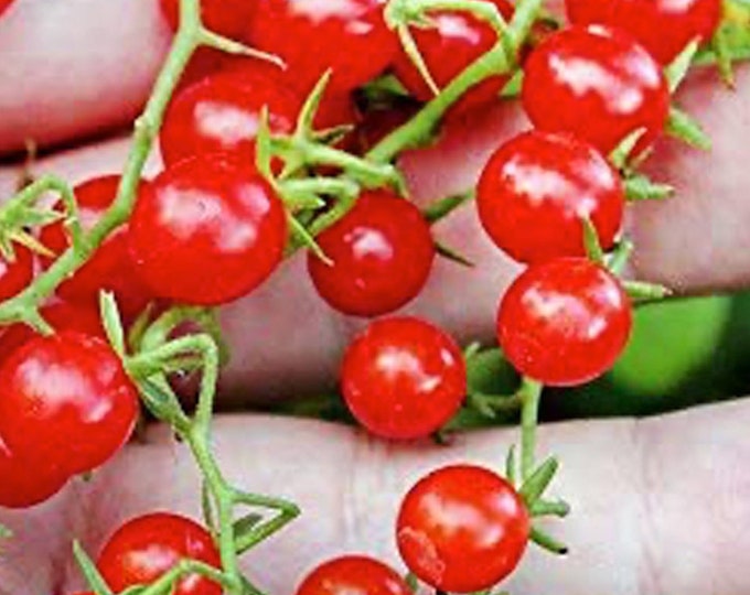 Spoon Currant Tomato - RARE Heirloom 10 seeds