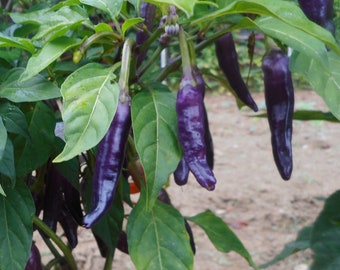 Purple Cayenne Pepper - RARE Heirloom 10 Seeds