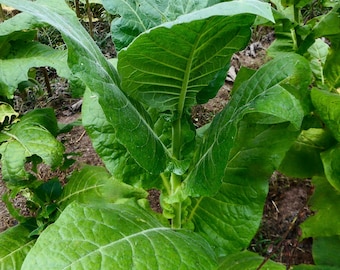 Mount Pima Tobacco- RARE heirloom seeds