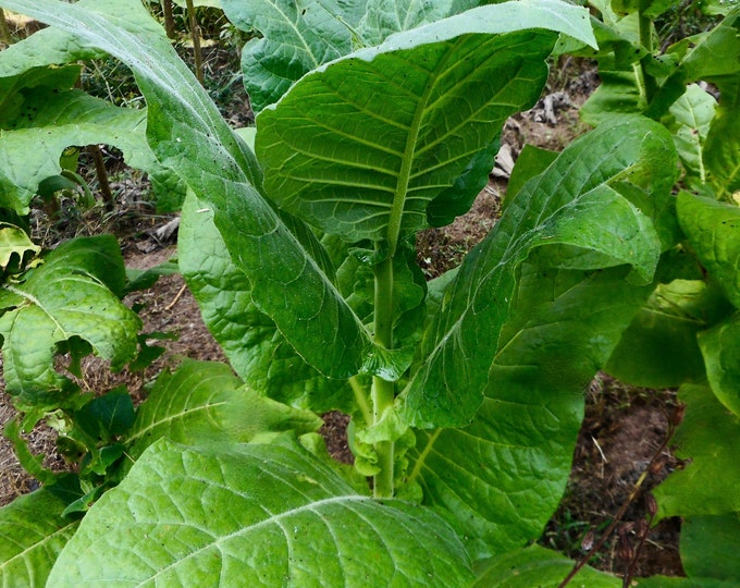 Mount Pima Tobacco- RARE heirloom seeds