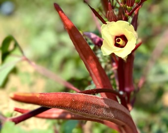 Red Burgundy Okra - Heirloom seeds