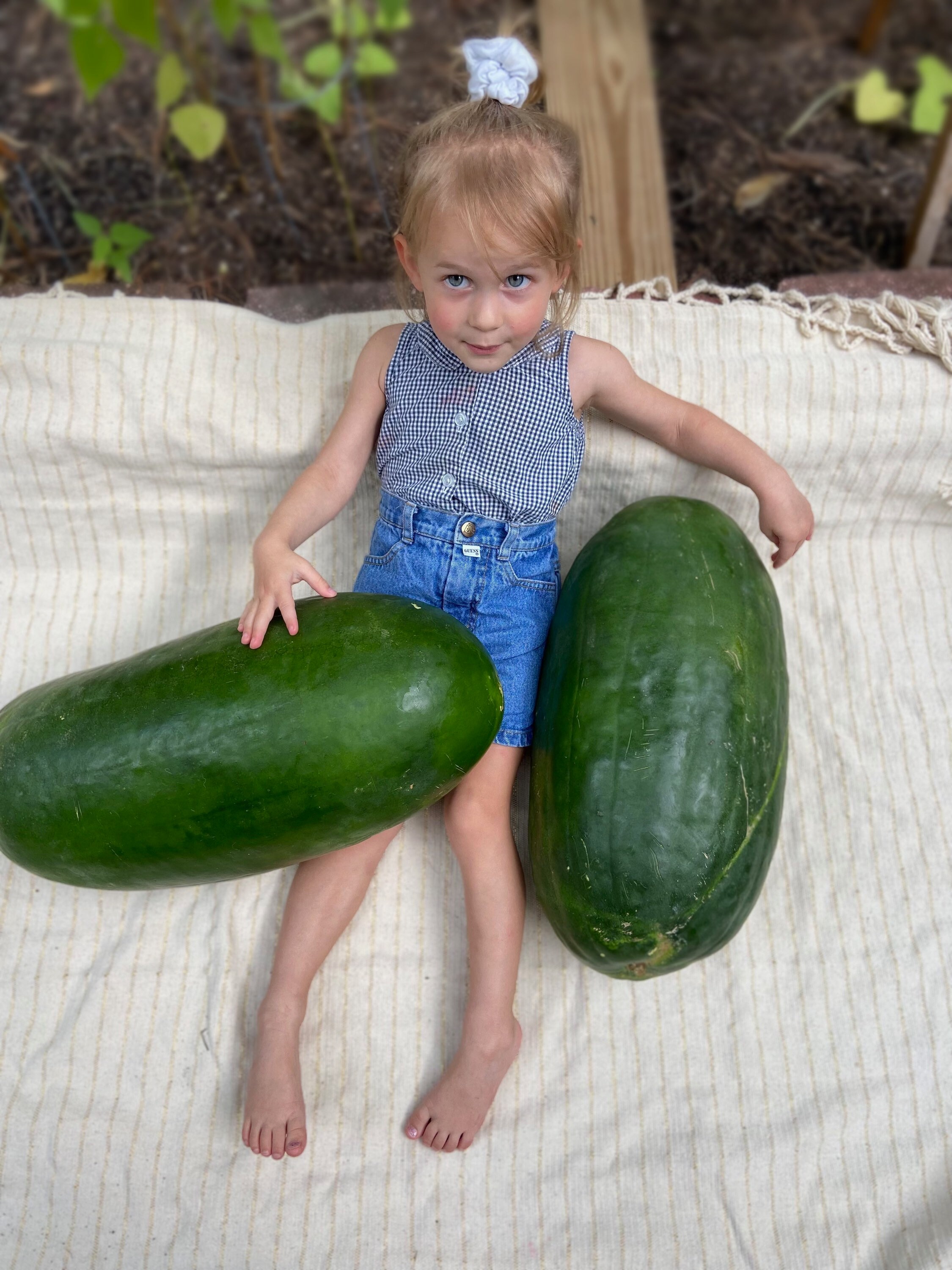 Bradford Red Watermelon RARE heirloom 12 seeds Etsy