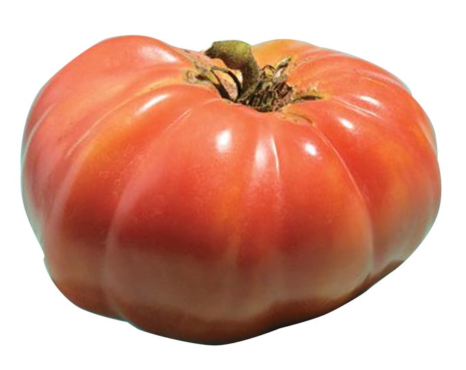 Mortgage Lifter Tomato - Heirloom 20 seeds