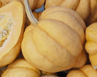 Thelma Sanders Acorn Winter Squash - RARE heirloom seeds