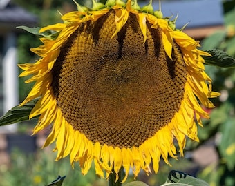Titan Sunflower - Heirloom 10 seeds