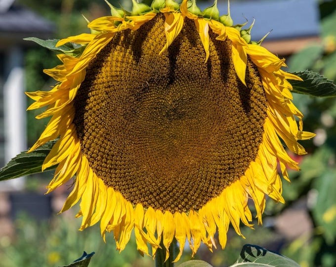 Titan Sunflower - Heirloom 10 seeds