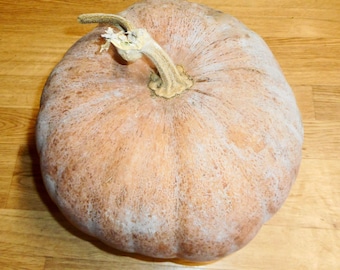 Kentucky Cornfield Pumpkin - heirloom 8 seeds