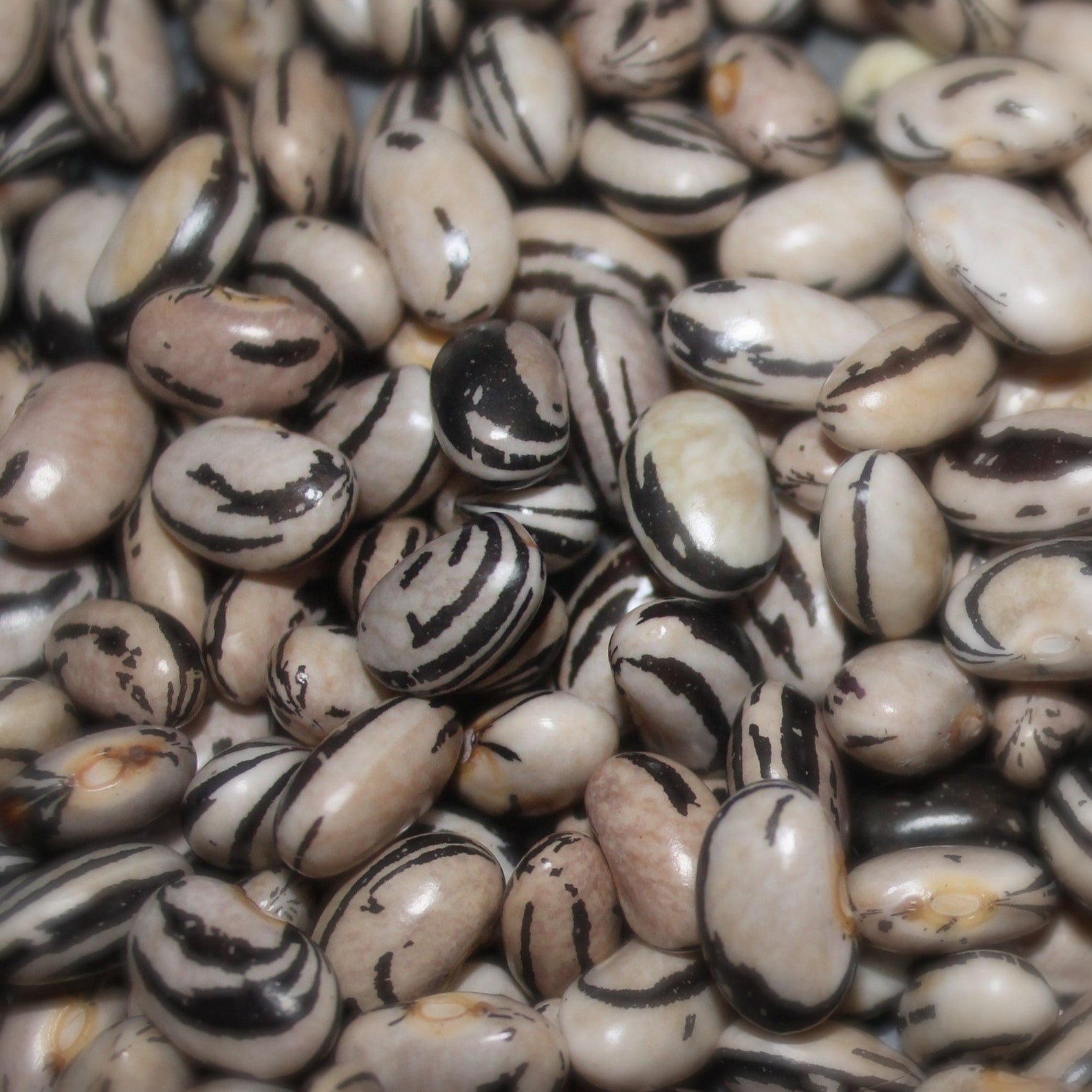 Peregion Dry Bean RARE Heirloom 20 Seeds Etsy