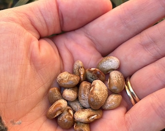 Milk and Cider Pole Bean - VERY RARE heirloom 10 seeds