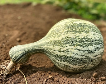 Green Striped Cushaw Squash - heirloom 10 seeds