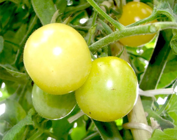 White Cherry Tomato - RARE Heirloom 15 seeds