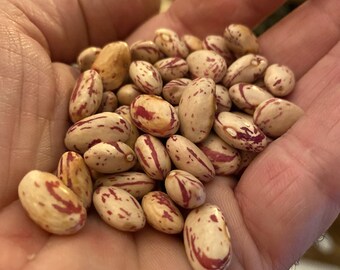 Tongues of Fire Bean - RARE heirloom 15 seeds