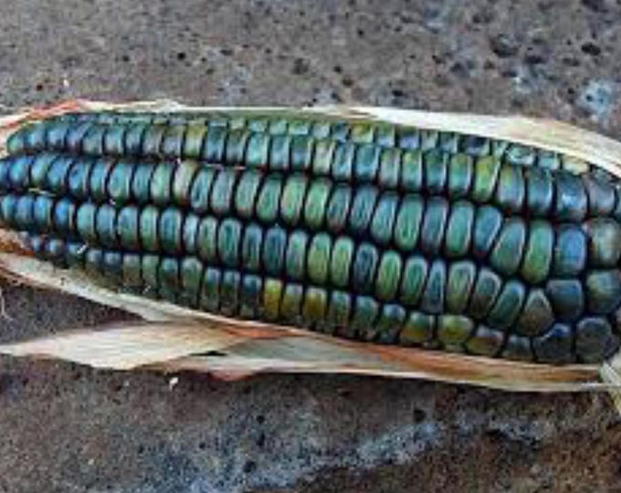 Oaxacan Green Corn - Heirloom 50 seeds