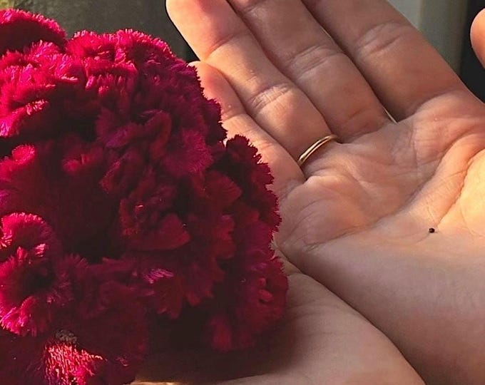 Cockscomb (Celosia argentea var. cristata)- 50 seeds