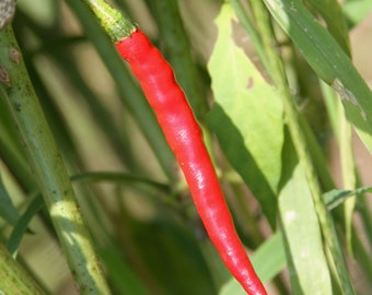 Cayenne Pepper - Heirloom seeds