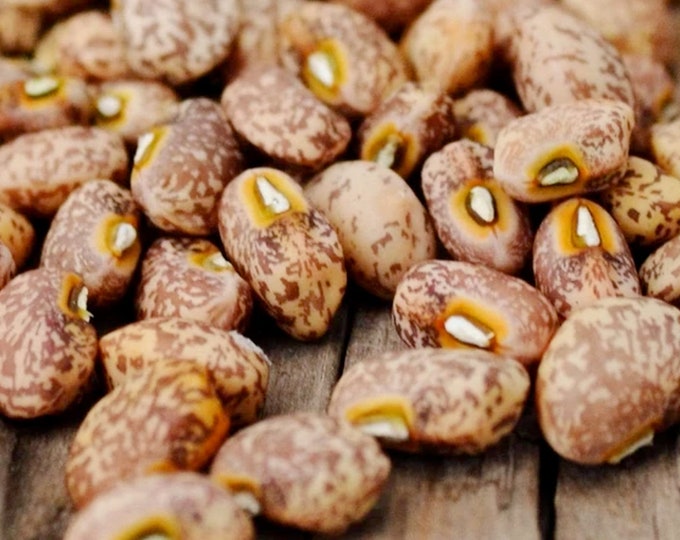 Michels Cowpea - RARE heirloom 15 seeds