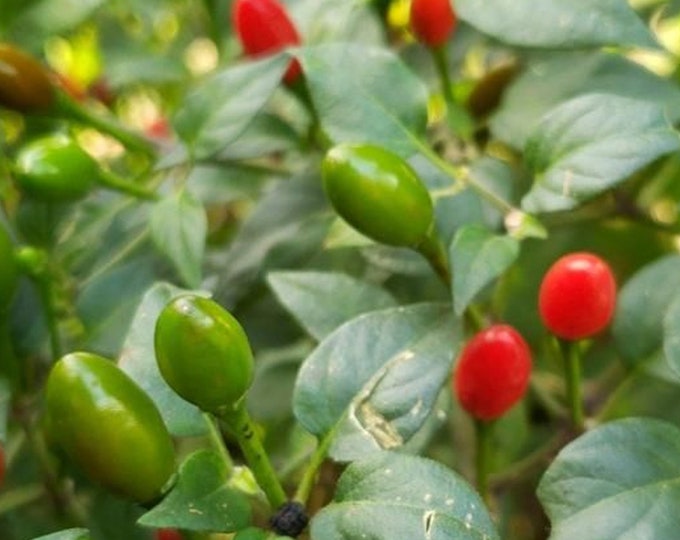 Chiltepin Hot Pepper - Heirloom 15 seeds