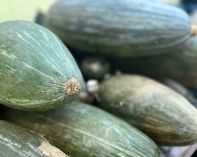 Guatemalan Blue Squash - RARE heirloom seeds