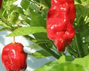 Zavory Habanero Chili Pepper - Heirloom 15 Seeds