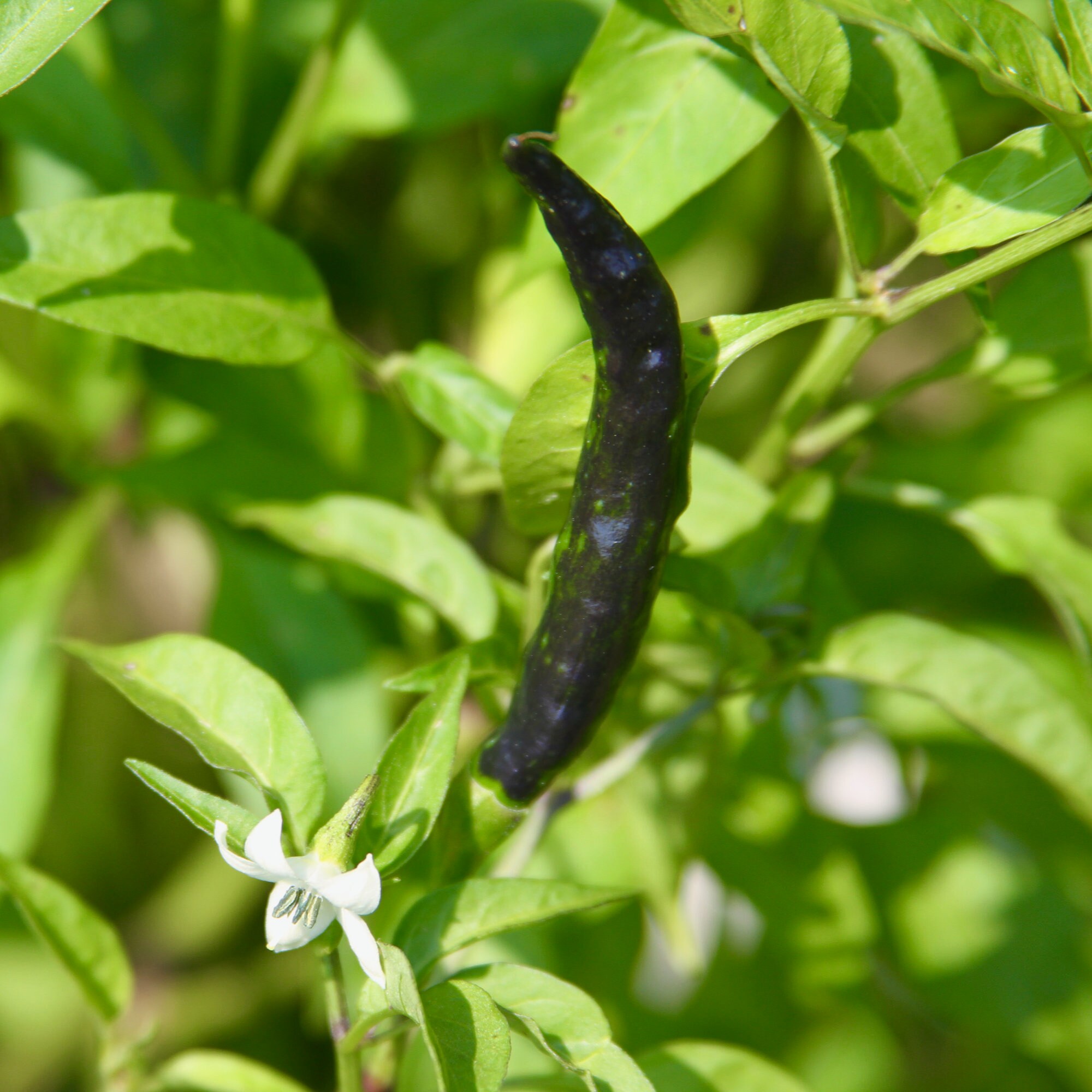 Purple Cayenne Pepper RARE Heirloom 10 Seeds