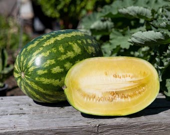 Sand Mountain Sunshine Watermelon - RARE heirloom 10 seeds