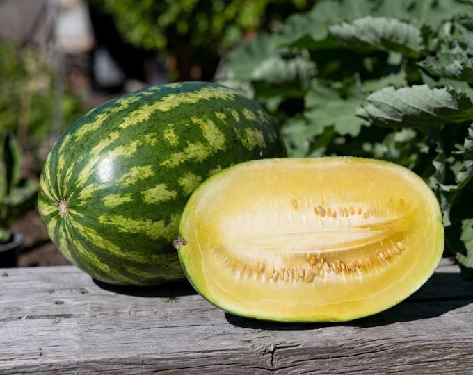 Sand Mountain Sunshine Watermelon - RARE heirloom 10 seeds