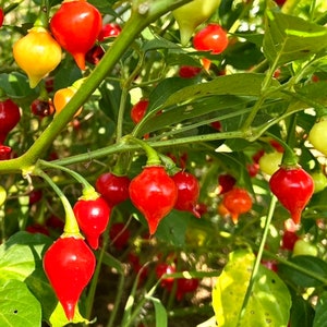 Biquinho Red Hot Pepper - Heirloom 10 seeds