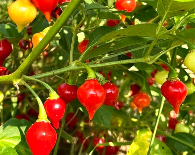 Biquinho Red Hot Pepper - Heirloom 10 seeds