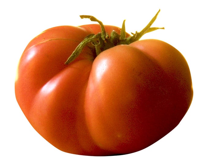 Great Red USSR Tomato - RARE Heirloom 10 seeds