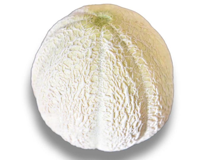 Schoons Hardshell Musk Melon - RARE heirloom 20 seeds