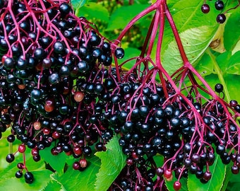 Elderberry (American Black) - Heirloom 20 seeds