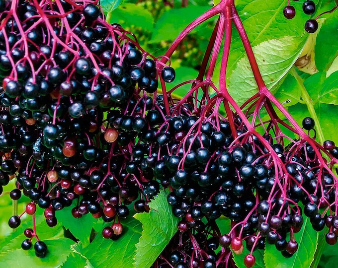 Elderberry (American Black) - Heirloom 20 seeds