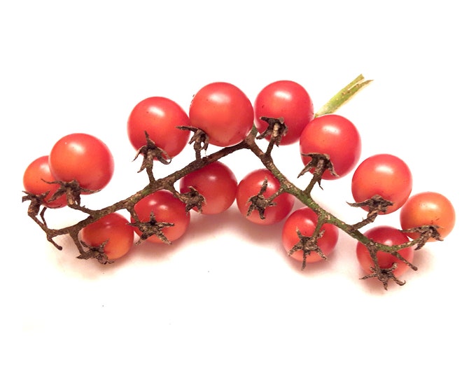 Cluster of Grapes Tomato - RARE Heirloom 10 seeds