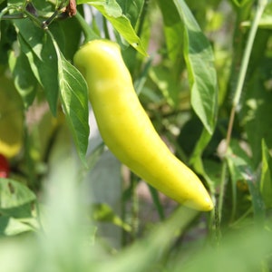 Hungarian Yellow Wax Hot Pepper - Heirloom 15 seeds