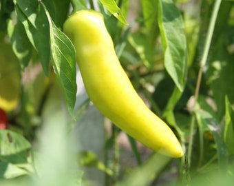 Hungarian Yellow Wax Hot Pepper - Heirloom 15 seeds